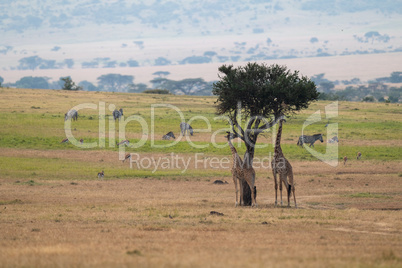 Giraffe browsing tree near zebra and gazelle