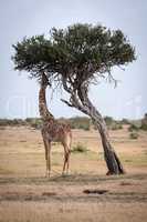 Giraffe chewing leaves from tree on savannah