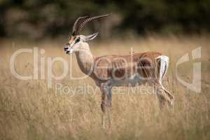 Grant gazelle opens mouth standing in grass