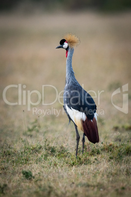 Grey crowned crane in savannah looking left