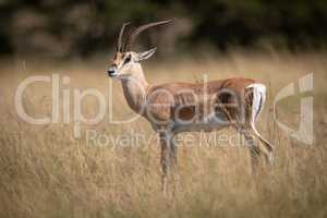 Grant gazelle stands in grass eyeing camera