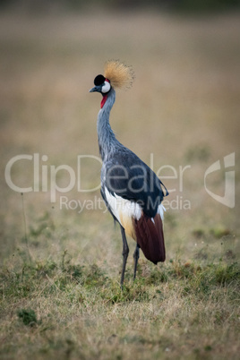 Grey crowned crane in savannah turning head