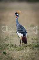 Grey crowned crane in savannah turning head