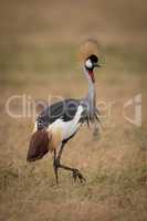 Grey crowned crane walking in long grass
