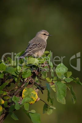 Grey-backed shrike perched on branch eyeing camera