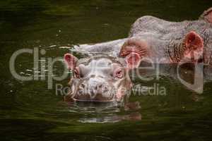 Heads of hippo and calf in water