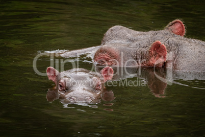Heads of hippo and calf in river