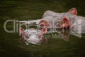 Heads of hippo and calf in river