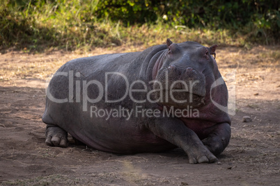 Hippo lying in dirt looking at camera