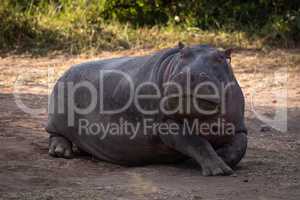 Hippo lying in dirt looking at camera