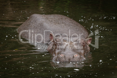 Hippo facing camera in dark river water