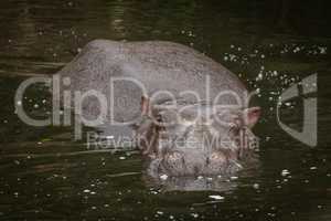 Hippo facing camera in dark river water