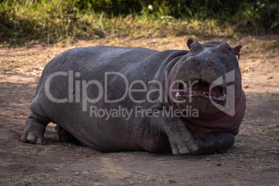 Hippo lying in dirt with mouth open