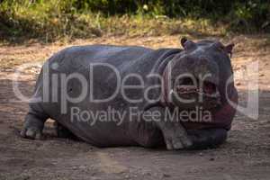 Hippo lying in dirt with mouth open