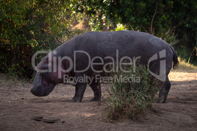 Hippo standing near bush with trees behind