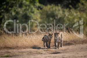 Leopard and cub walk on dirt track