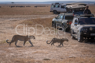 Leopard and cub walk past safari trucks