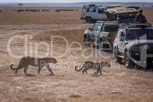 Leopard and cub walk past safari trucks