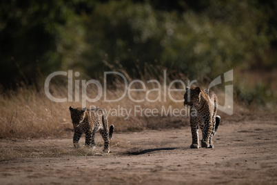 Leopard and cub walk side-by-side on savannah