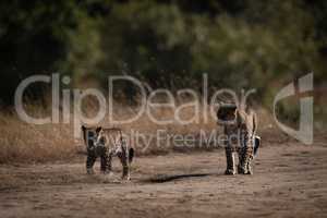 Leopard and cub walk side-by-side on savannah