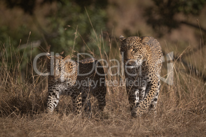 Leopard and cub walk through long grass