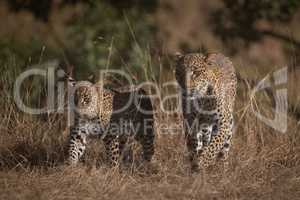 Leopard and cub walk through long grass