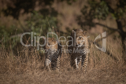 Leopard and cub walking through long grass