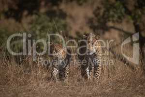 Leopard and cub walking through long grass