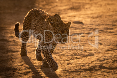 Leopard crosses baked earth in golden light