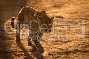 Leopard crosses baked earth in golden light