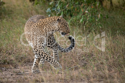 Leopard changes direction in grass by trees