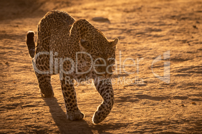 Leopard crossing baked earth in golden light