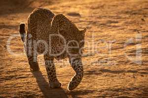 Leopard crossing baked earth in golden light
