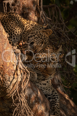 Leopard cub lying in tree nuzzles mother