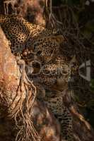 Leopard cub lying in tree nuzzles mother