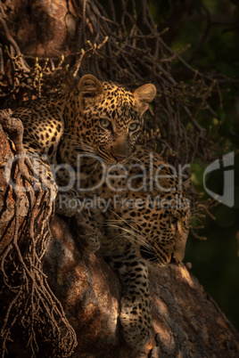 Leopard cub and mother lie in tree