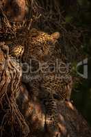 Leopard cub and mother lie in tree