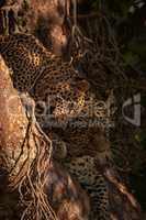 Leopard cub lying in tree nuzzling mother