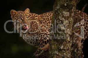 Leopard licks lips on branch looking up