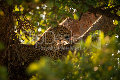 Leopard licks paw lying in leafy tree