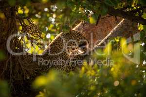 Leopard licks paw lying in leafy tree