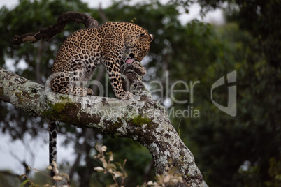 Leopard licks paw sitting on lichen-covered branch