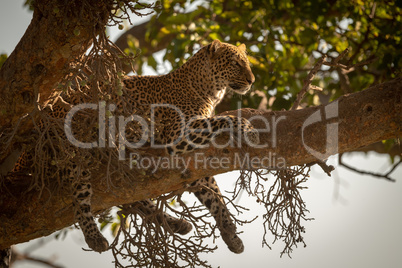 Leopard lies dangling legs down from branch