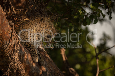 Leopard lies in branches in dappled sunlight