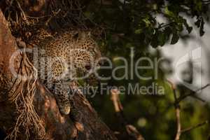 Leopard lies in branches in dappled sunlight
