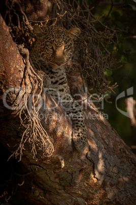 Leopard lies in branches looking at camera