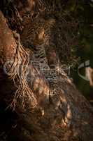 Leopard lies in branches looking at camera