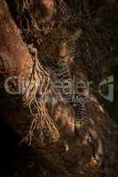 Leopard lies in branches staring at camera