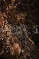 Leopard lies in dappled sunlight in tree