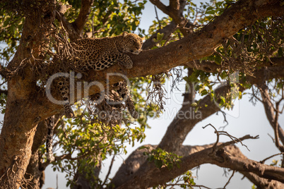 Leopard lies in shade on high branch